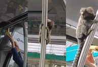 Passageiro inusitado: Macaco é visto andando de trem em São Paulo; veja