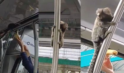 Passageiro inusitado: Macaco é visto andando de trem em São Paulo; veja