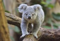 Cão farejador ajuda a salvar coalas da extinção na Austrália