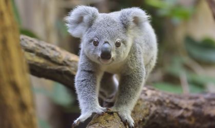 Cão farejador ajuda a salvar coalas da extinção na Austrália