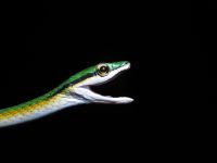 Cobra-papagaio: conheça a serpente colorida que vive nas árvores do Brasil
