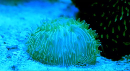 Sistemas de imagens de alta resolução capturam os movimentos dos ciclólitos Cycloseris em direção à luz azul no estudo conduzido na Universidade de Tecnologia de Queensland, na Austrália