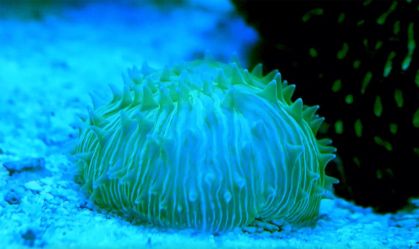 Estudo descobre coral que se move como água-viva; entenda