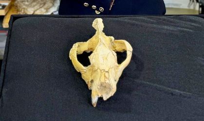 Paleontólogos descobrem crânio de 30 milhões de anos no Egito