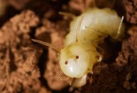 Larva de mosca com rosto fake no bumbum é aceita e alimentada em cupinzeiro