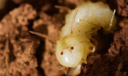 Larva de mosca com rosto fake no bumbum é aceita e alimentada em cupinzeiro