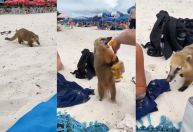 "Quati ladrão" é flagrado furtando comida de turistas em praia de SC; veja