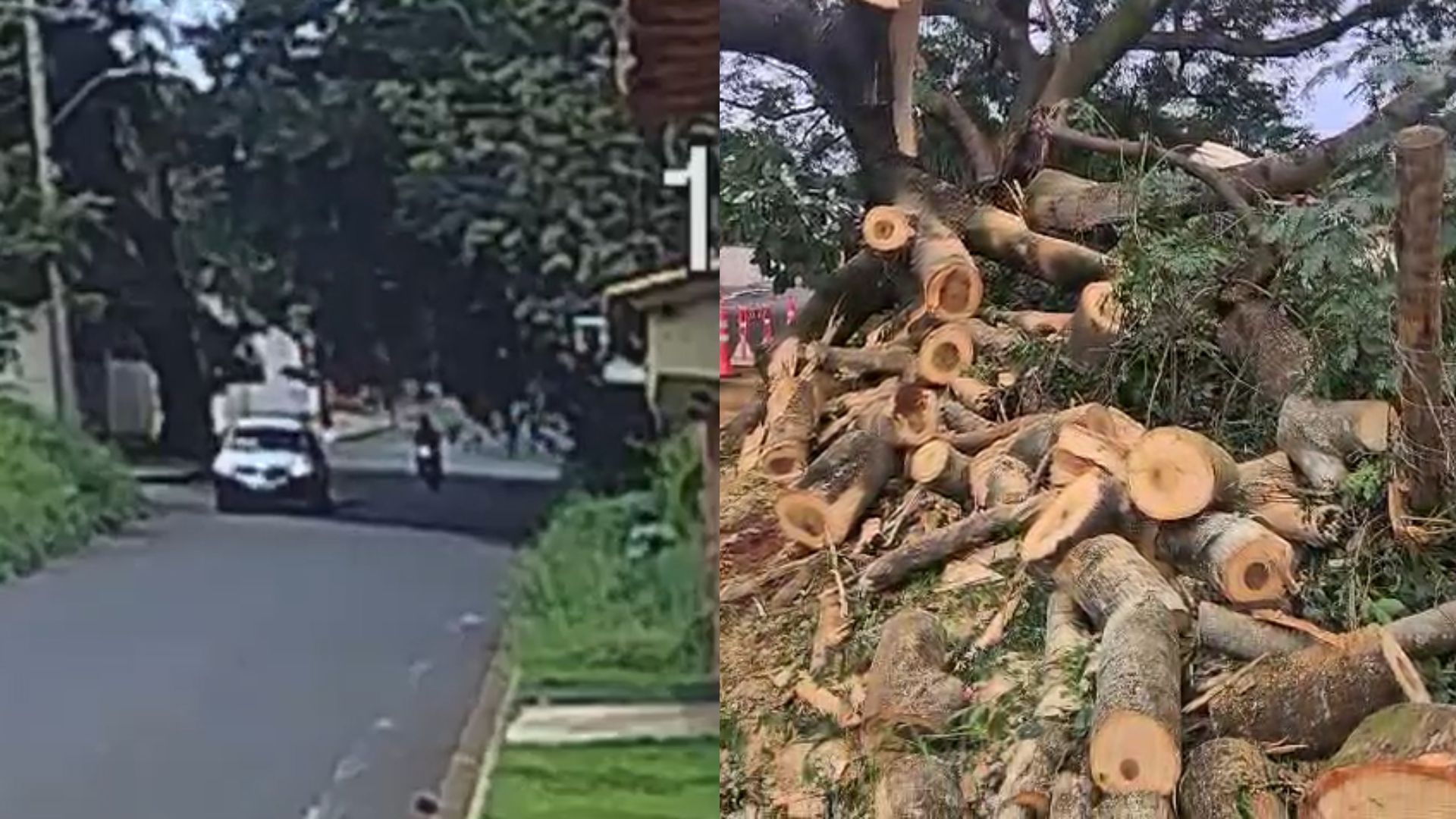 Vídeo: Moticlista é atingido por árvore