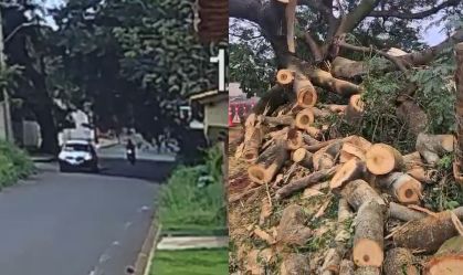 Vídeo: motociclista é atingido por árvore de grande porte enquanto dirigia