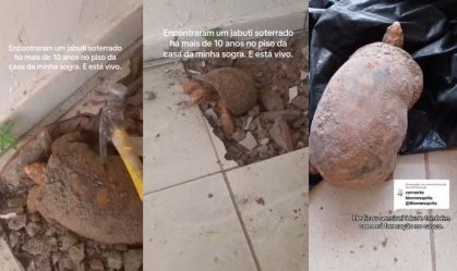 Jabuti é encontrado vivo após 10 anos enterrado embaixo de piso; entenda