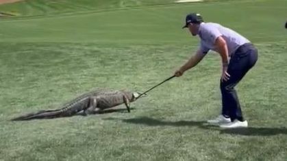 Jacaré invade campo do PGA Tour