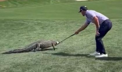 Golfe: jacaré invade campo em etapa do PGA Tour; veja