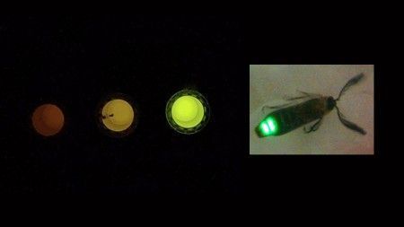 luz vagalume celulas ph