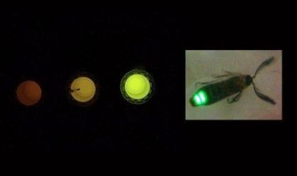 Luz de vaga-lume dá origem a sensor que detecta alterações nas células