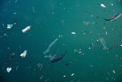 Microplásticos sufocam a vida selvagem e perturbam o ecossistema