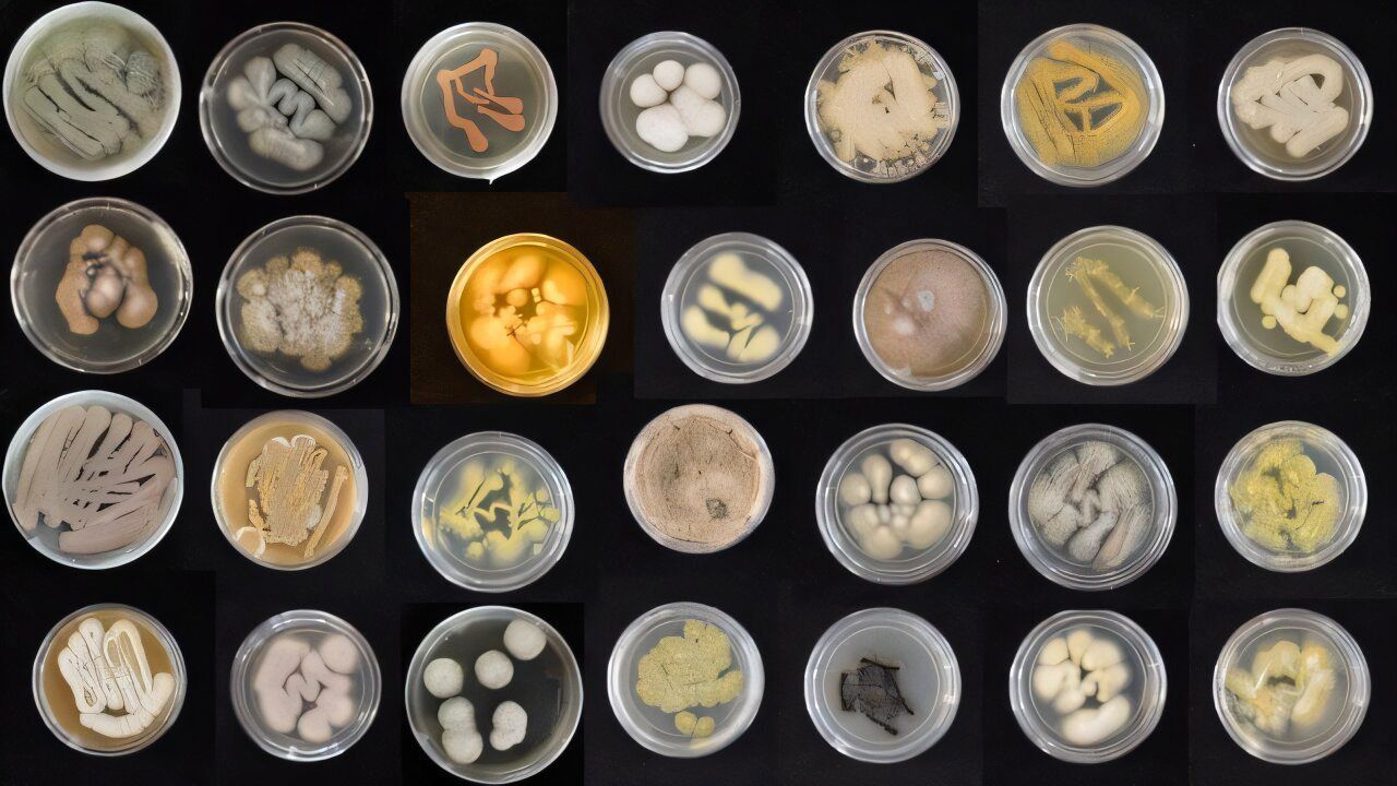 mighty-marine-fungi-de-2