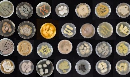 Fungos marinhos podem ser treinados para comer plásticos dos oceanos