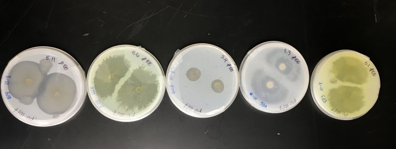 Fungos marinhos isolados de O'ahu comendo plástico de poliuretano • Ronja Steinbach, Universidade do Havaí