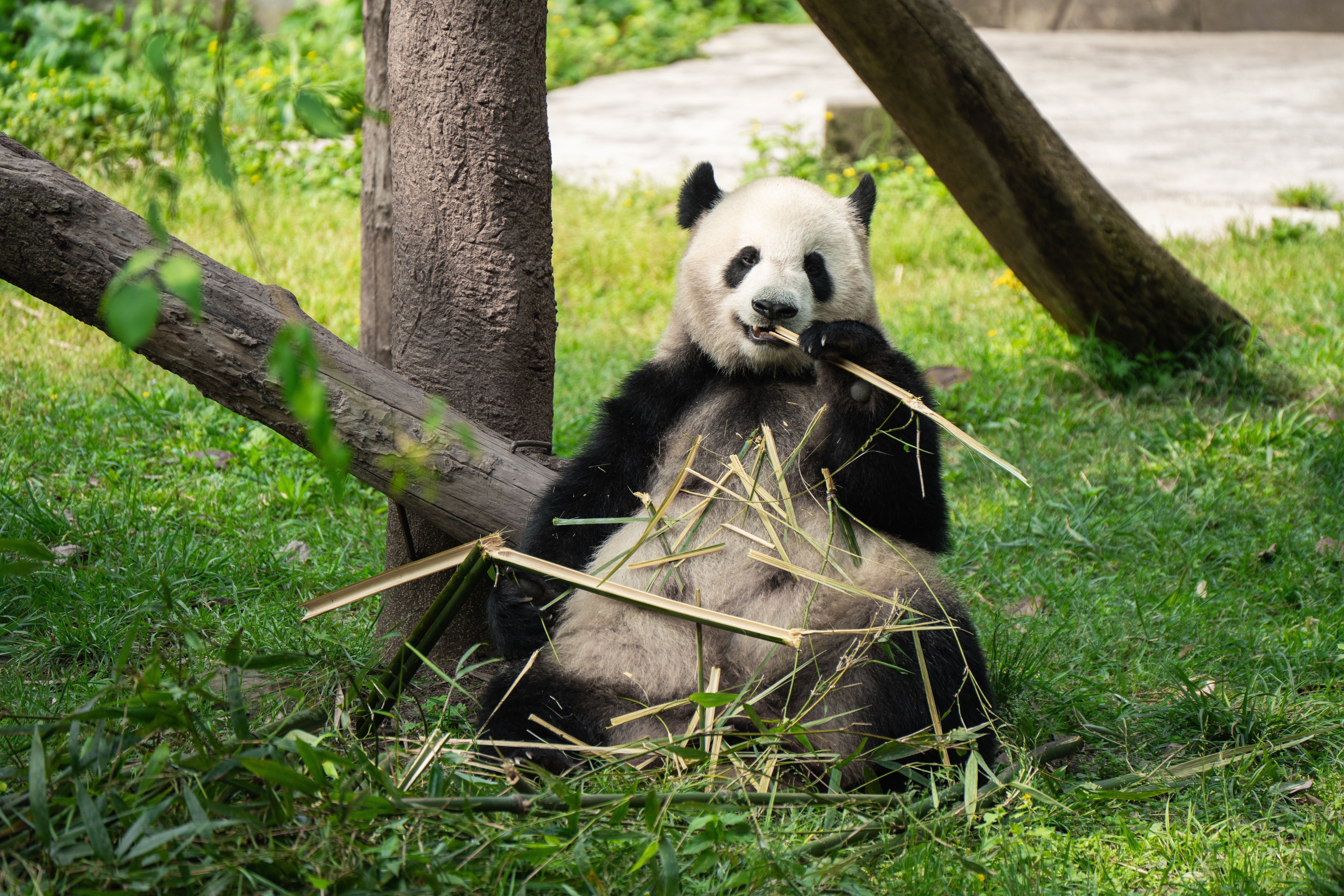 panda