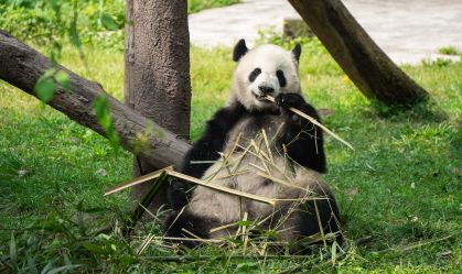 Por que pandas comem bambu mesmo tendo "intestinos carnívoros"? Entenda
