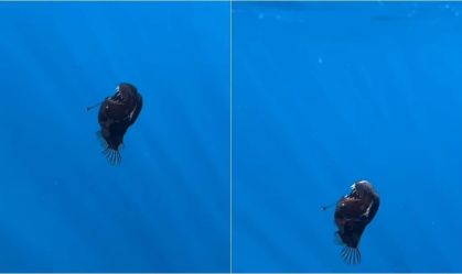 Peixe "diabo negro" é visto pela primeira vez à luz do dia; veja vídeo