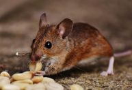 Por que ratos estão invadindo cidades pelo mundo? Cientistas explicam