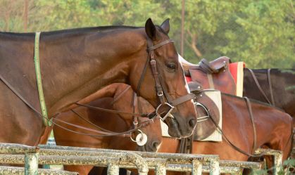 Pôneis são geneticamente alterados para competições de polo; entenda