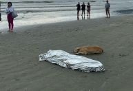 Cachorro fica ao lado de dono que morreu afogado em Balneário Camboriú