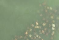 Vídeo: cardume de raias é flagrado em praia de Santa Catarina
