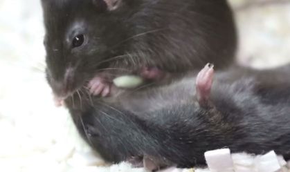 Ratos fazem primeiros socorros entre si, aponta estudo