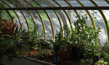 Estufa que mantém plantação fresca se torna valiosa com aquecimento global