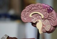 Dr. Kalil: Veja quais são os principais sintomas de tumores cerebrais
