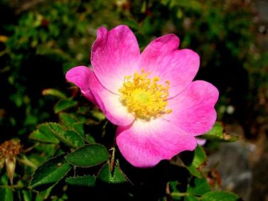 Imagem de uma flor de rosa-mosqueta.
