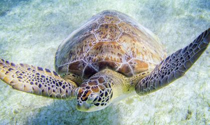 Superpoder faz tartarugas-marinhas "dançarem" em busca de comida; entenda