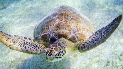 Tartaruga-cabeçuda na Baía de Akumal, em Yucatán, no México