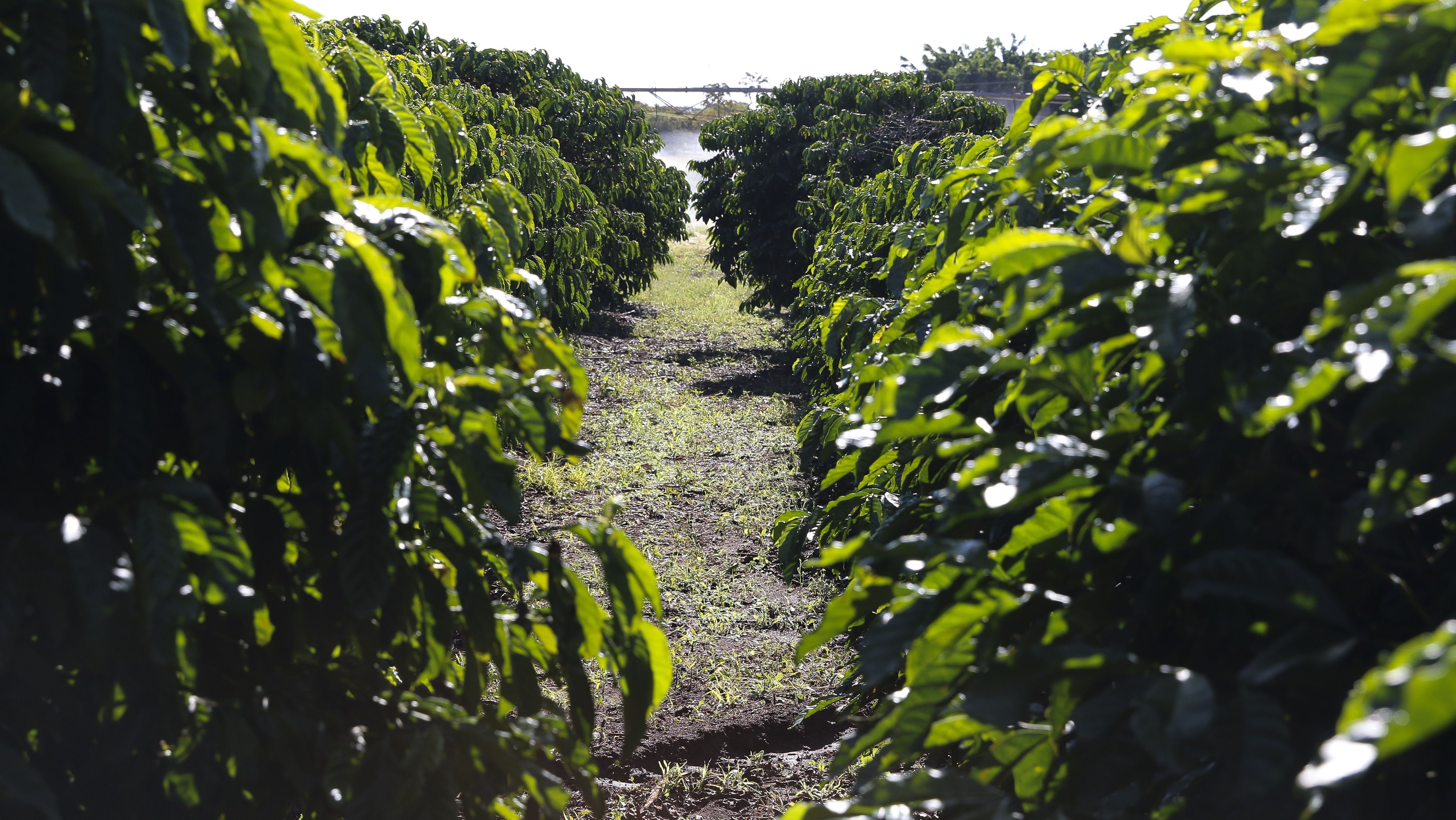 Plantação de Café, na  Embrapa Cerrado
