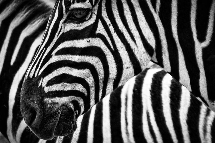 Padrões de listras de zebras costumam ser mal compreendidos • kowloon/Pxabay