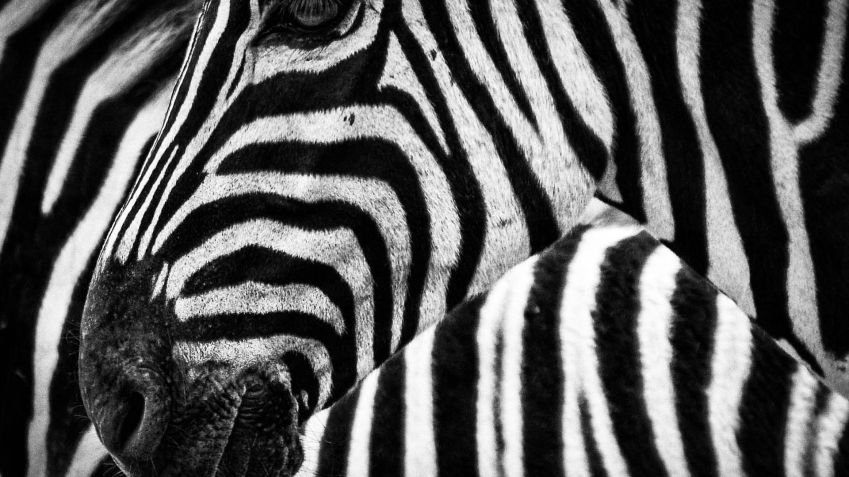 Padrões de listras de zebras costumam ser mal compreendidos • kowloon/Pxabay