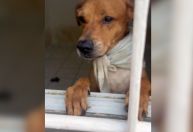 Operação contra maus tratos resgata 68 animais em São Paulo