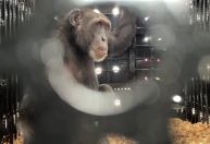 Colômbia envia seu último chimpanzé em cativeiro para santuário no Brasil
