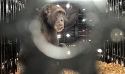 Colômbia envia seu último chimpanzé em cativeiro para santuário no Brasil