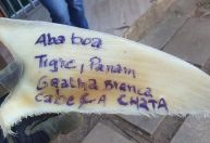 PF prende dois brasileiros e um chinês por contrabando de tubarões no ES