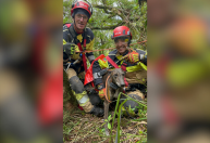Cão é resgatado após sofrer queda de mais de 100 metros em RS