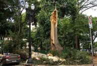 Software da USP pode reduzir risco de quedas de árvores em áreas urbanas