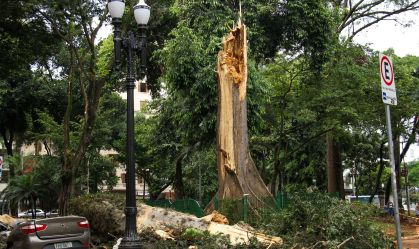 Chuva em SP derruba 3ª árvore mais velha da cidade