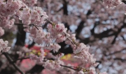 Cerejeiras florescem antes do esperado no Japão; veja fotos