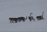Vídeo mostra raro registro de quatro leopardos-das-neves no Paquistão; veja