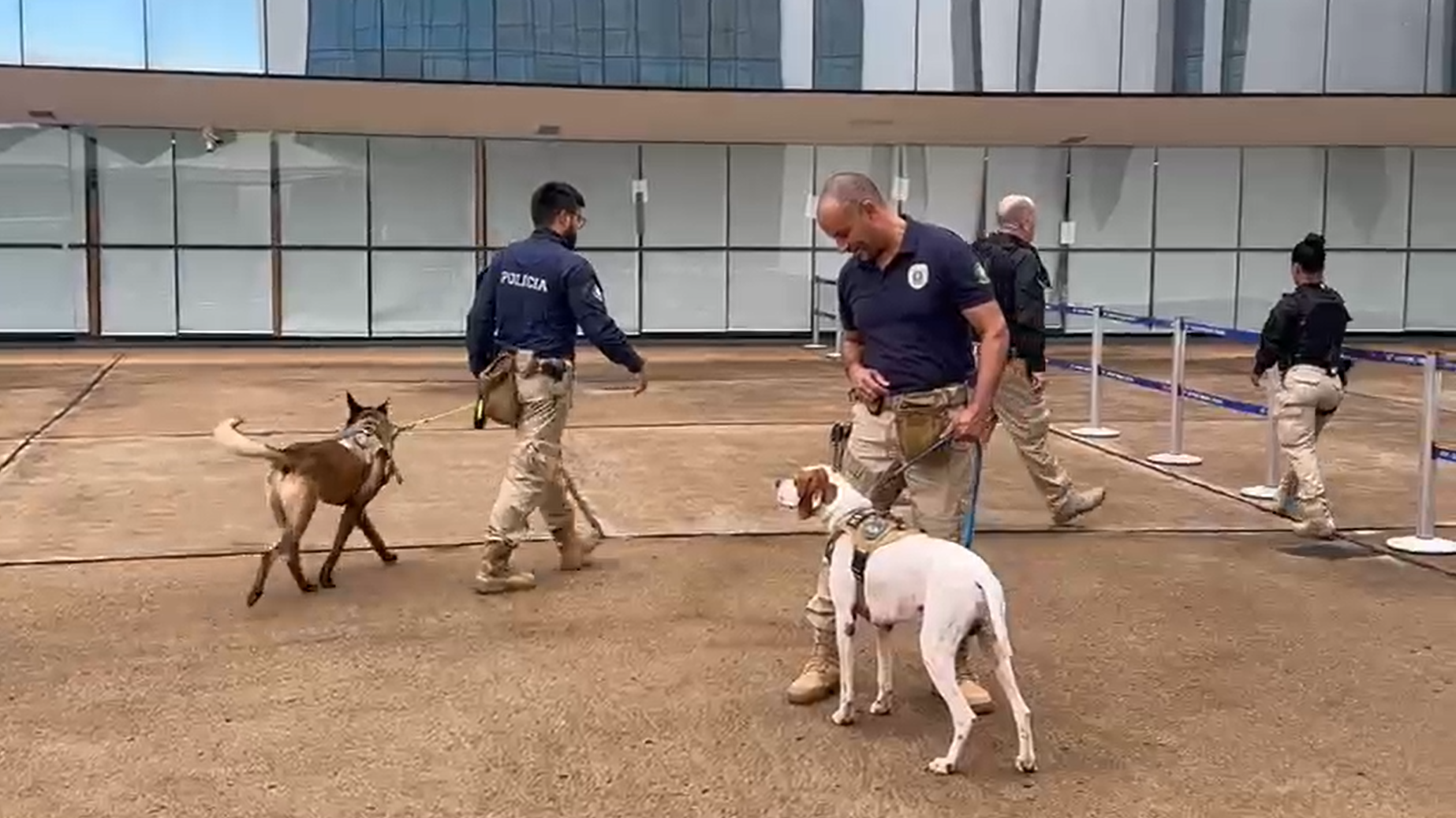 CÃES FAREJADORES