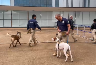 Segurança reforçada: cães farejadores fazem varredura no STF