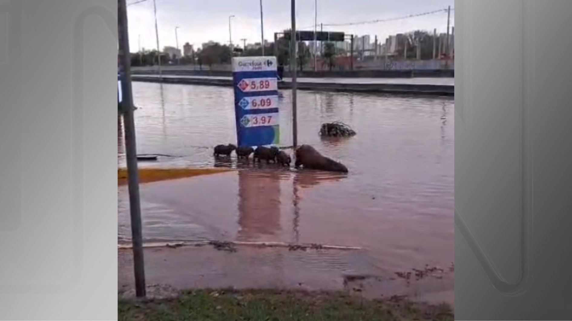 Capivaras em alagamento em SP